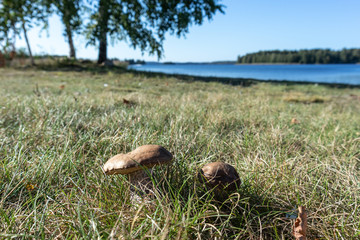 Edible mushrooms in grass sunny close up in Finland blurred background