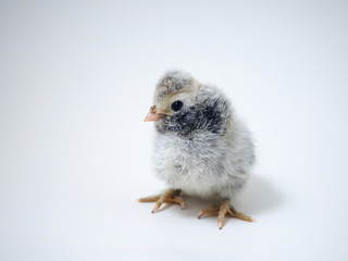 Chicken on a white background. Breed Pavlovsky silver