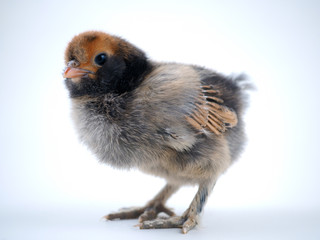 Chicken on a white background. Breed Pavlovsky gold