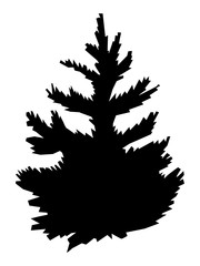 Vector, black silhouette of young spruce