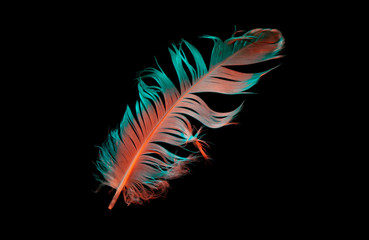 feather closeup