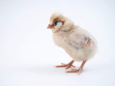 Chicken on a white background. Breed Paduan