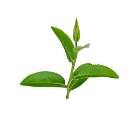 Tea leaf isolated on white background