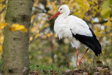White stork striding on grass in autumn forest