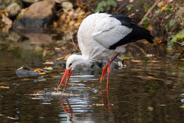 White stork wading in water catching prey © Sander