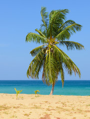 Tropical Beach with Coconut Palm Trees and blue sky