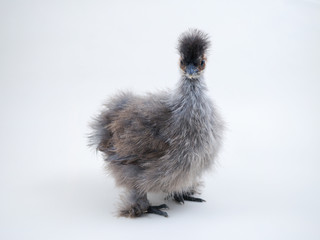 Chicken rare breed chickens Chinese silk. Portrait on white background