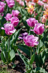 Purple Tulips in full bloom.