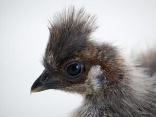 Chicken rare breed chickens Chinese silk. Portrait on white background