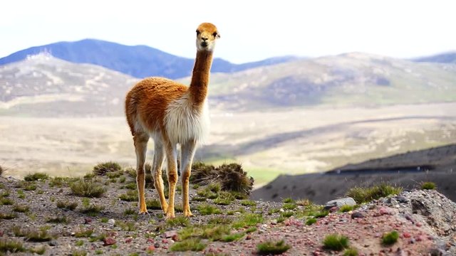 Vicuna from the highlands of Ecuador