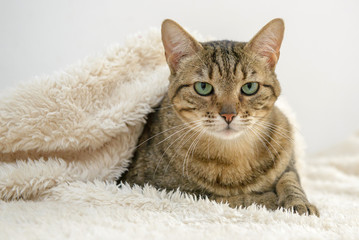 charming cat under the blanket