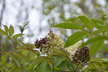 Flower blossoms on a tree