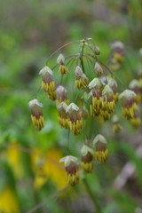 Yellow, red and white flowers in the wild