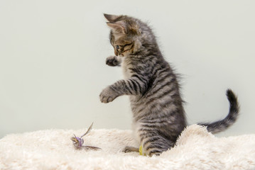 cute kitten raising and playing with a toy