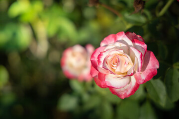 Roses in the garden