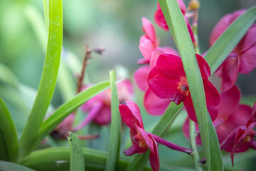 Naklejka premium The background image of the colorful flowers