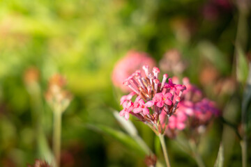 The background image of the colorful flowers