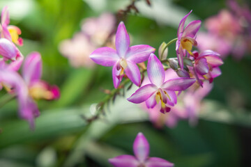 Obraz premium The background image of the colorful flowers