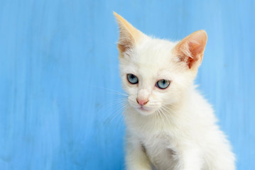Fototapeta na wymiar white kitten with blue eyes and blue background