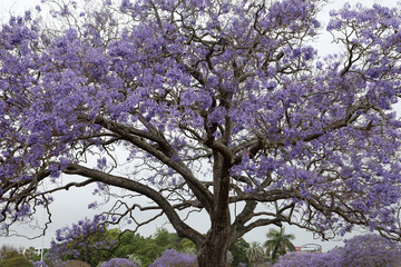 Vibrant purple jacaranda flowers on trees, Brisbane, Queensland, Australia