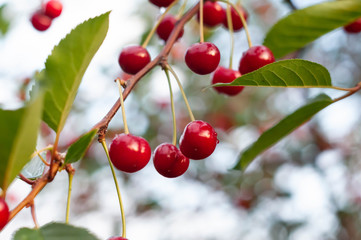 soft focus of red cherries with dew and raindrops between green leaves on branch in front of blurred sky