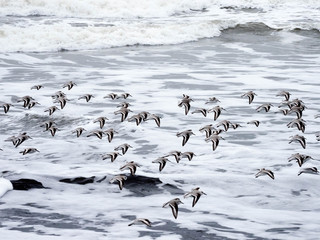 A windy day causes mist in the air at Cape Disappointment