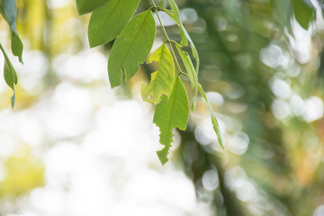 The leaves from the branches in the garden, the background is blurred.