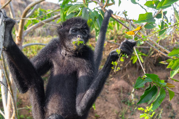 A spider monkey forages for food in the forest
