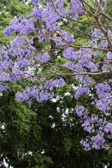 Vibrant purple jacaranda flowers on trees, Brisbane, Queensland, Australia