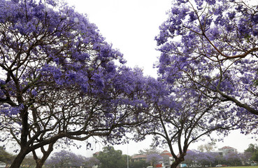 Vibrant purple jacaranda flowers on trees, Brisbane, Queensland, Australia