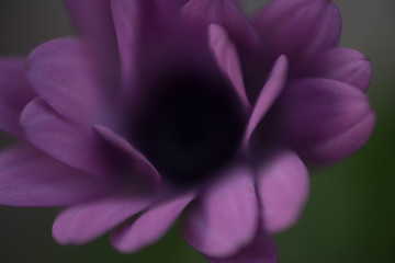 Blurry Purple Flower at green background