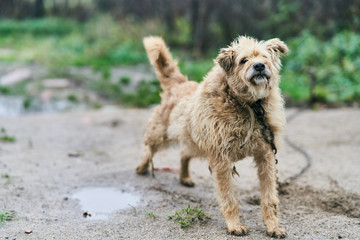 An old street dog is stretching his legs. Homeless dog