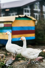 Two white geese in a zoo. Farm birds