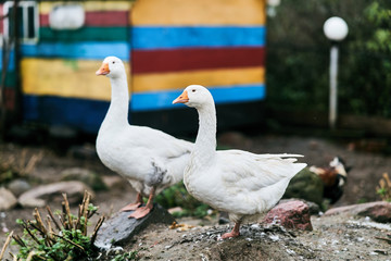 Two white geese in a zoo. Farm birds