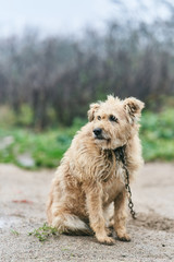 Old groomed a dog. Dog on a chain