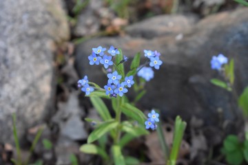 blue flowers in the spring