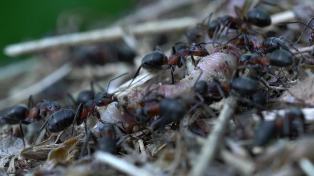 Ants touching and pulling with jaws dead earthworm - (4K)