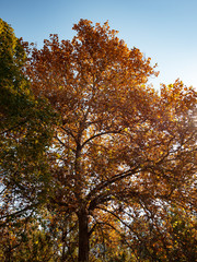Obraz premium Beautiful autumn tree with orange leaves on sky background
