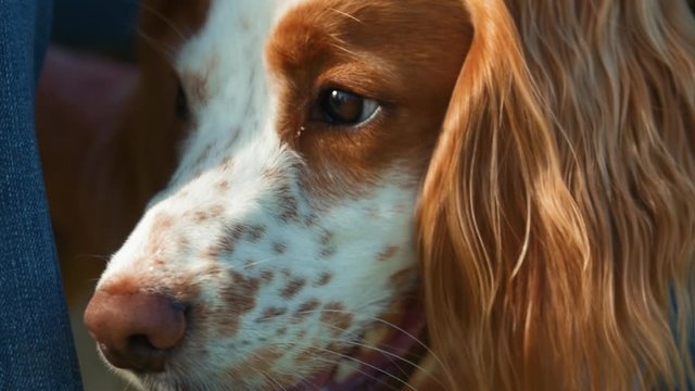 Close up of cute English Springer Spaniel dog