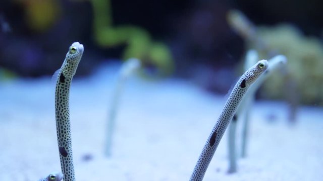 spotted garden eels and striped garden eel 4k