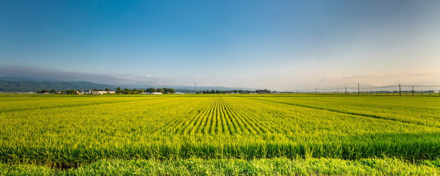 Panoramic view of Rice fields in Tsuruoka, Yamagata Prefecture, Japan © Askanioff