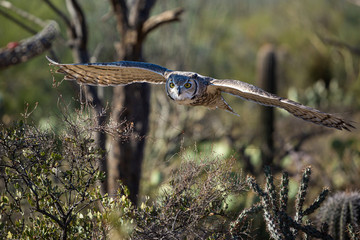Great Horned Owl