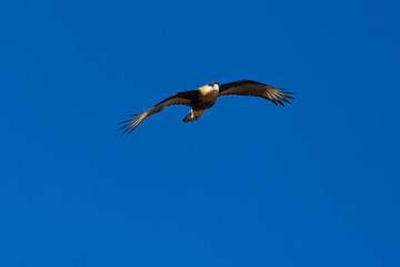 Caracara 