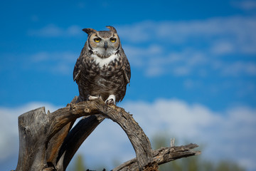 Great Horned Owl