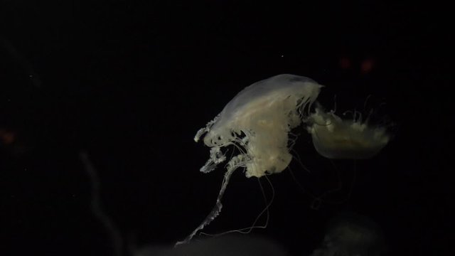 Atlantic sea nettle jellyfish 4k