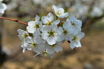 Pear flower in full bloom in spring