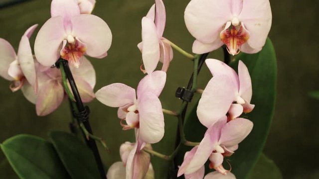 Close up of beautiful tropical exotic branch with Phalaenopsis orchid flowers. Botany concept. Orchid growing tips.