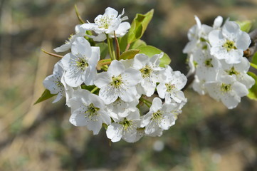 Obraz premium Pear flower in full bloom in spring