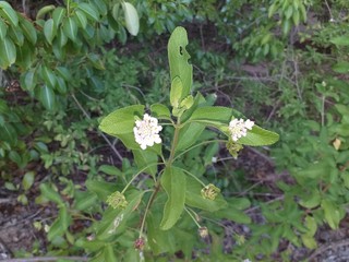 young plants in the garden