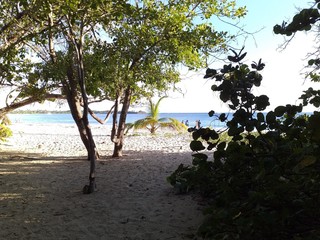 tree on the beach